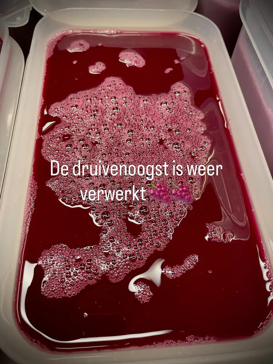 Een witte bak vol diep rood druivensap met roze schuim, met de tekst: de druivenoogst is weer verwerkt